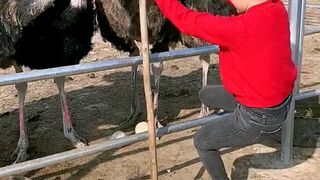 circumvent an ostrich