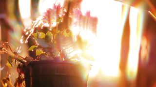 Nice day sun kiss and beautiefull flowers