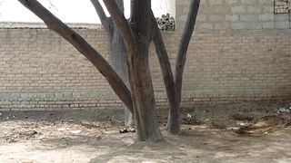 Paisaa dena wala darkht | prank