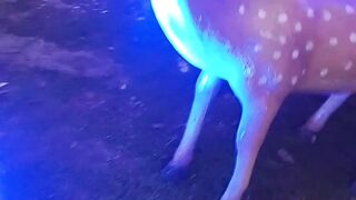 Video-3