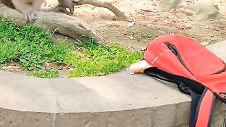 Funny video new 2024