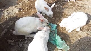 rabbit eating