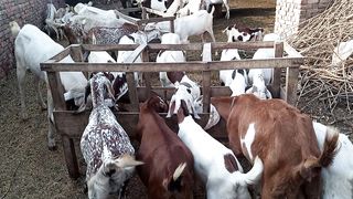 How to do Goat farming to earn money