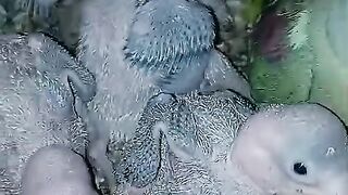 Little parrots