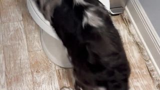 Australian Shepherd Has the Time of Her Life Playing in Toilet
