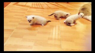 Kitten friendship