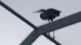 Bird Creates Poop Rain