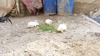 Chicken and rabbits friendly mood