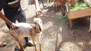 This is bakri ll goat