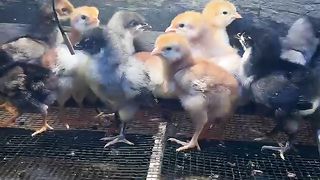 Sons of hens