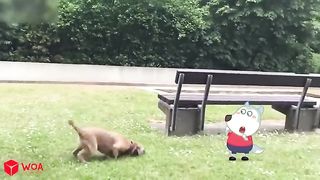 Little cute puppy