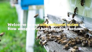Bee wasp venom