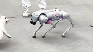 Dog and robot  fight