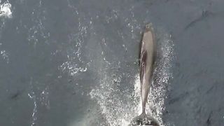 Dolphins Race Alongside Boat