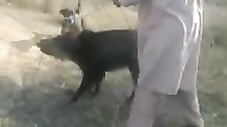 Soor and dogs fight