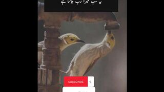 beshak