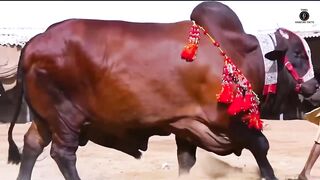 அடேய் இது மாடா இல்ல யானையா