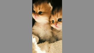 Cat Kitty