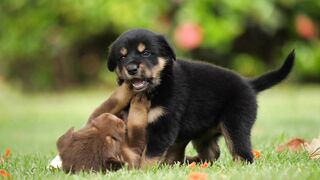 Puppy Baby Dogs Playing in Park