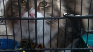 Kittens And Cat