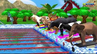 File name Counting Numbers Zoo Animals Swimming Race Funny animal Videos