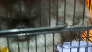 Cat Video In Pet Market