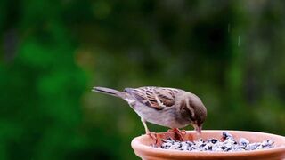A beautiful Bird is eating bowl food 2023