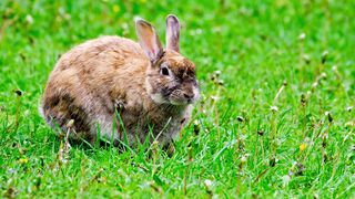 rabbit on grass