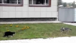 Brave cat