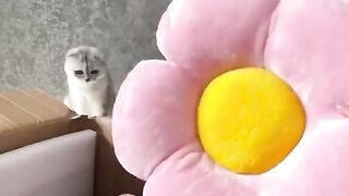 Cute little cats