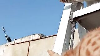 Kitten Looking At Crow