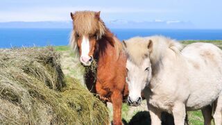 beautiful horse
