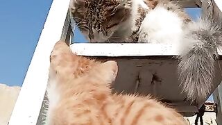 Kitten And Cat Cleaning