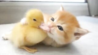 Baby cat and duck friendship