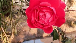 My Village Life