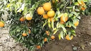 Orange farming in pakistan