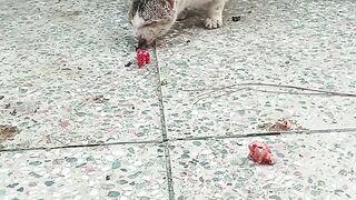 Big Hungry Cat