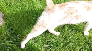 cat in the bootsss