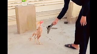 Aseel Murga Ka Shook or Fight