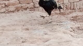 Pakistan aseel murgy