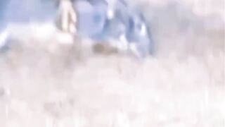 wild animal _ beautiful animal videos