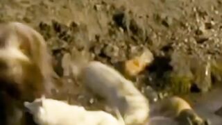 Wolf will Hunting Amazing Animals Videos