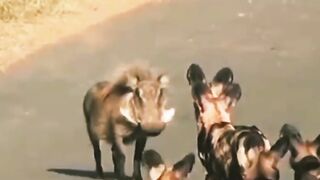 wild dog hunting _ animal videos
