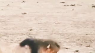 big lion hunting _ animal videos