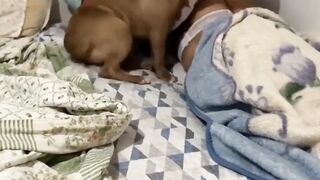 funny-dogs _ funny animal videos _ ????