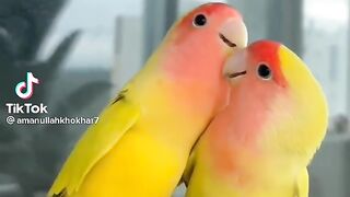 So cute in lovely parrate