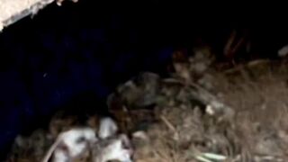 baby owls _ beautiful animal videos ????