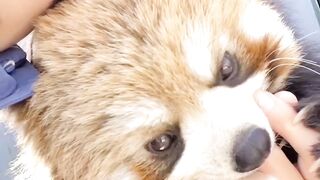 Beautiful girl cute animals