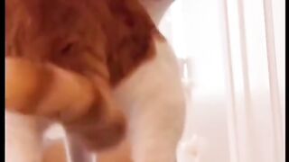 Best Funny Videos Of Dogs ? And Cats ? - Try Not To Laugh!\\Most funny animals