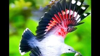 Nice video